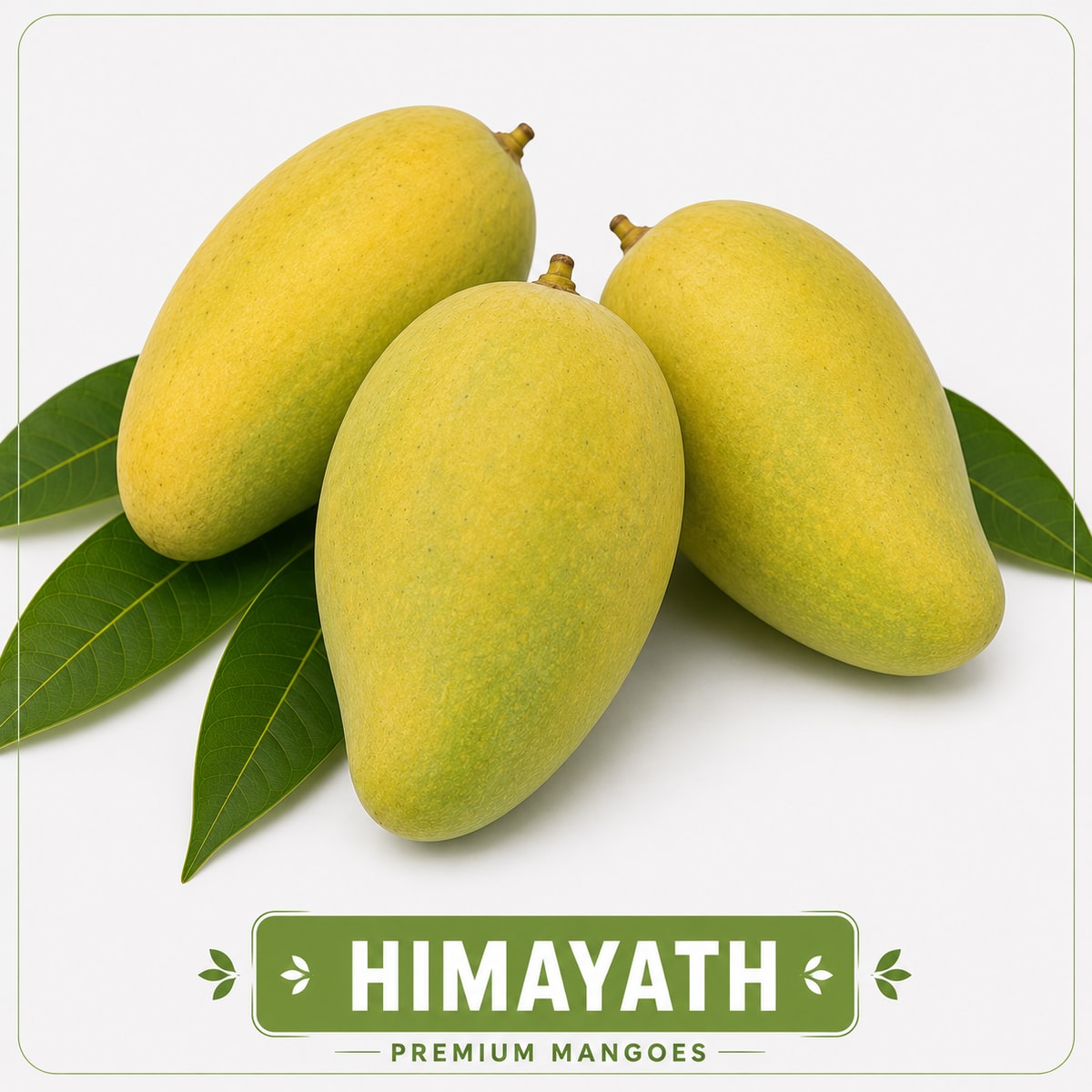 Handpicked Himayath mangoes